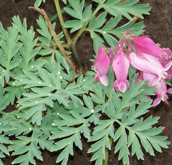 Дицентра красивая