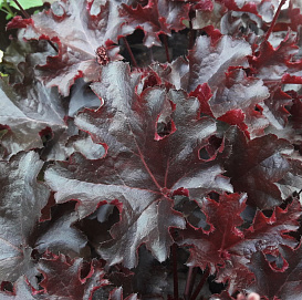 Гейхера гибридная 'Миднайт Рафлс'