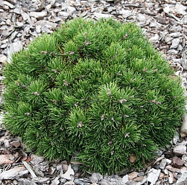 Сосна горная 'Хайдеперле'
