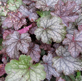 Гейхера гибридная 'Аметист Мист'