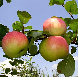 Яблоня домашняя 'Память воину'