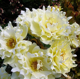 Роза 'Сплендид Раффлс' (флорибунда) (желтая)