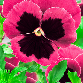 Виола Виттрока 'Матрикс Роуз Блоч' (розовая с темным глазком)