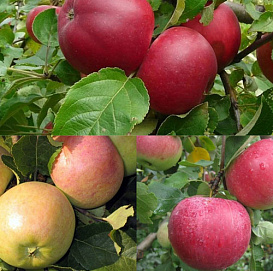 Яблоня домашняя 'Веньяминовское/Болотовское/Рождественское' (3 прививка)