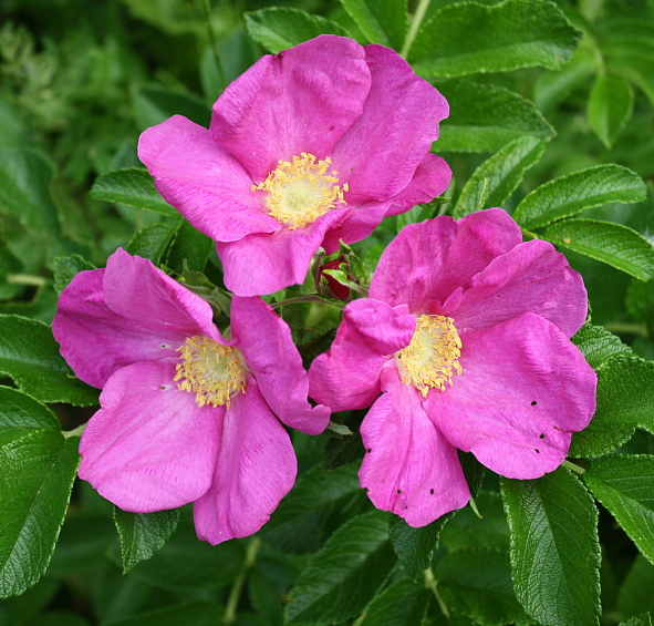 Роза ругоза 'Рубра' (розовый)