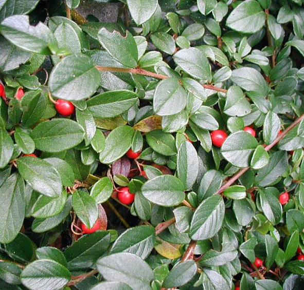 Кизильник Даммера