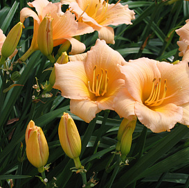 Лилейник гибридный 'Мини Перл'