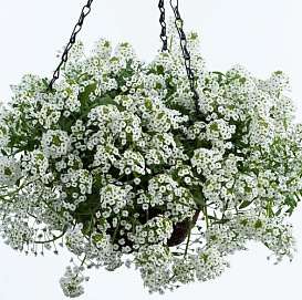 Алиссум морской (Лобулярия) 'Клие Кристалс Уайт'