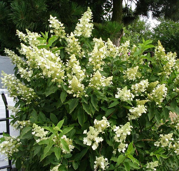 Гортензия метельчатая 'Киушу'