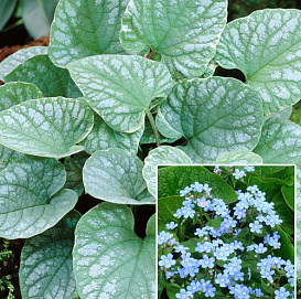 Бруннера крупнолистная 'Сильвер Вингс'