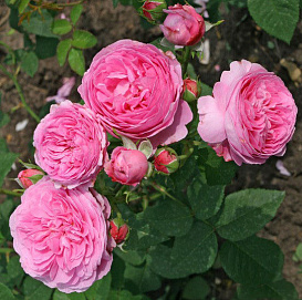 Роза Роза 'Луис Одьер' (парковая) (розовая)