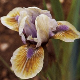 Ирис карликовый (гибридный) 'Дарк Овер'