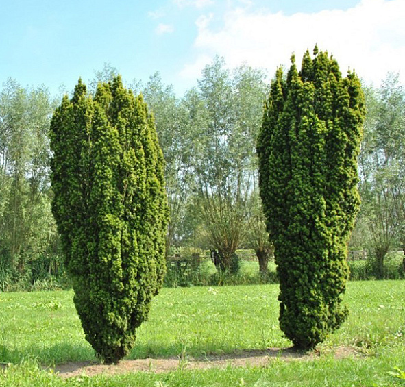 Тис ягодный Фастигиата Ауреа