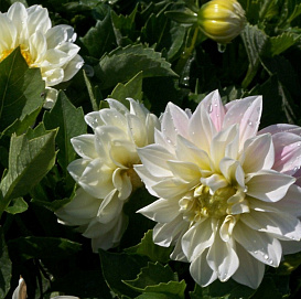 Георгина изменчивая 'Фигаро Уайт' (белый)