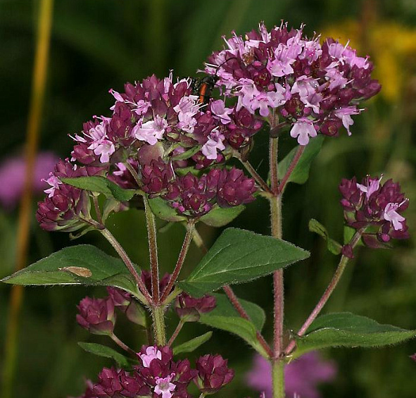 Душица обыкновенная