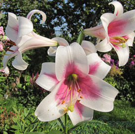 Лилия 'Триумфатор' (розово - белая)