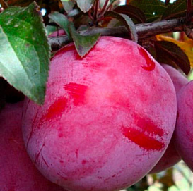 Слива 'Голливуд'