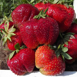 Земляника (клубника) 'Эльсанта'