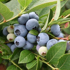 Голубика высокорослая 'Бригитта Блю' Голубика высокорослая 'Бригитта Блю'