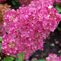 Гортензия метельчатая 'Сандеа Фрейс'