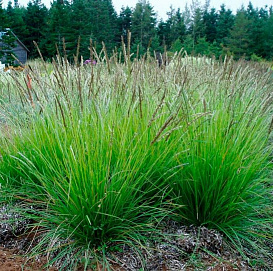 Сеслерия серебристая