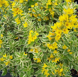 Вербейник точечный 'Александр'