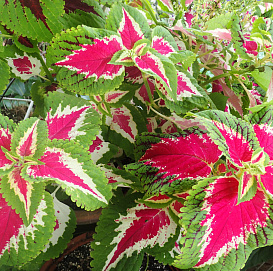 Колеус Блюма 'Визард Роуз' (темно-розовый с зелеными краями)