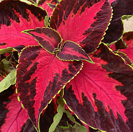 Колеус Блюма 'Премиум Сан Шоколат Кверд Черри' (пурпурный с розовойй серединой)