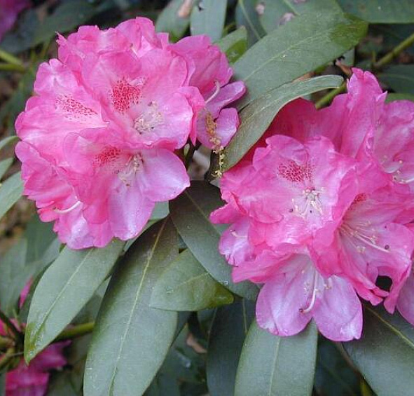 Рододендрон якушиманский 'Анушка' (лилово-розовый)