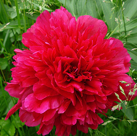 Пион молочноцветковый 'Леди ин Ред' (красно - малиновый)