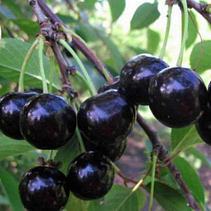 Вишня обыкновенная 'Россошанская черная'