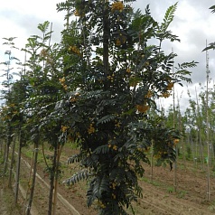 Рябина обыкновенная 'Джозеф Рок'