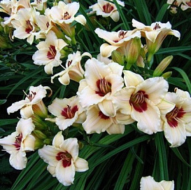 Лилейник гибридный 'Пандорас Бокс'