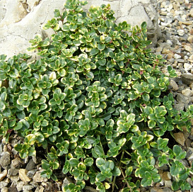 Тимьян лимоннопахнущий 'Дун Валли'