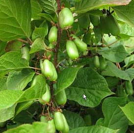 Актинидия Коломикта 'Народная'