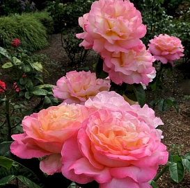 Роза 'Чикаго Пис' (чайно-гибридная) 