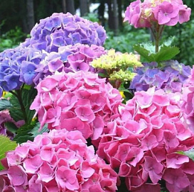 Гортензия крупнолистная 'Букет роуз'