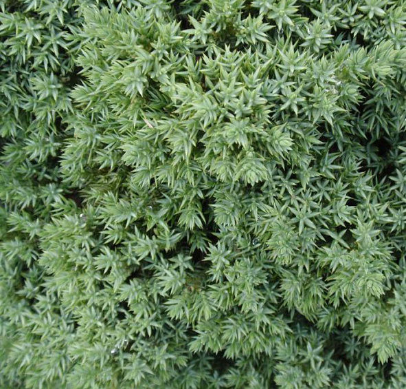 Можжевельник лежачий 'Нана'