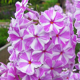 Флокс пятнистый 'Наташа'