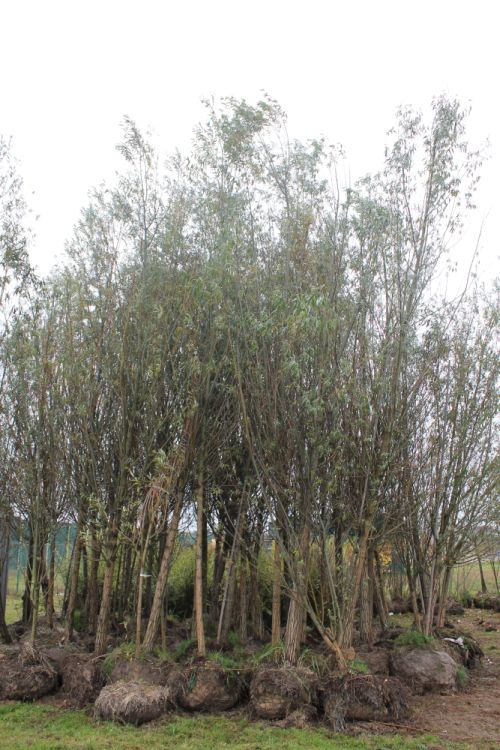 Рябина обыкновенная 'Пендула' / Sorbus aucuparia 'Pendula'
