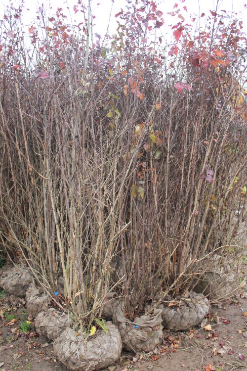 Рябина промежуточная / Sorbus intermedia