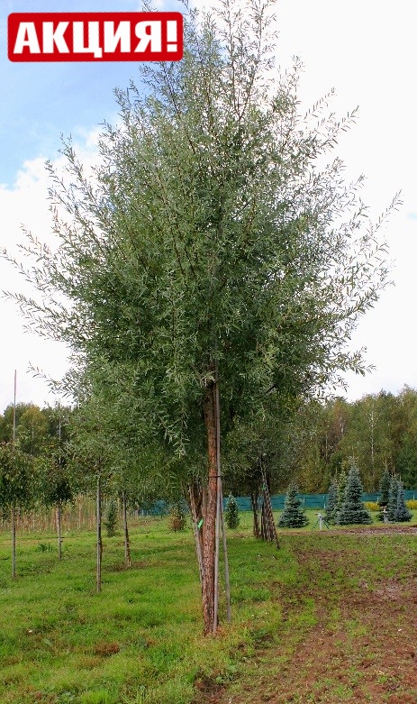 Ива белая (Salix alba)