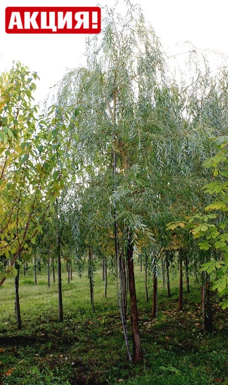 Ива желтокорая (золотистоволосистая) (Salix sepulcralis)
