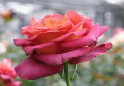 Роза 'Кроненбург' (чайно-гибридная) (красно - пурпурная)