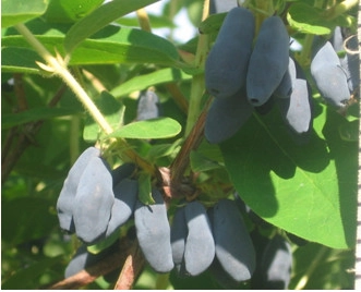 Жимолость съедобная 'Бакчарская Юбилейная' Жимолость съедобная 'Бакчарская Юбилейная'