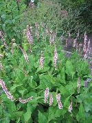 Горец свечевидный 'Джи. Си. Колор'