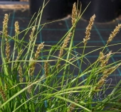 Осока гладконосая