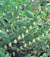 Купена многоцветковая 'Стриатум'