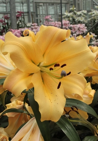 Лилия 'Шайн Он' (желто - оранжевая)