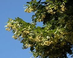 Липа европейская пирамидальная_
